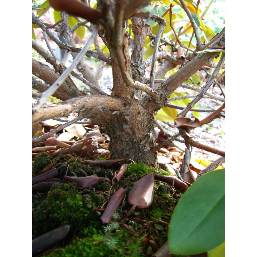 【新品】 ニイタカシャクナゲ 特大株 【7213359469】(26312円)