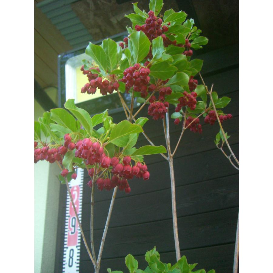 ベニサラサドウダンツツジ 大株 : 横の植木屋さん - 通販 - Yahoo