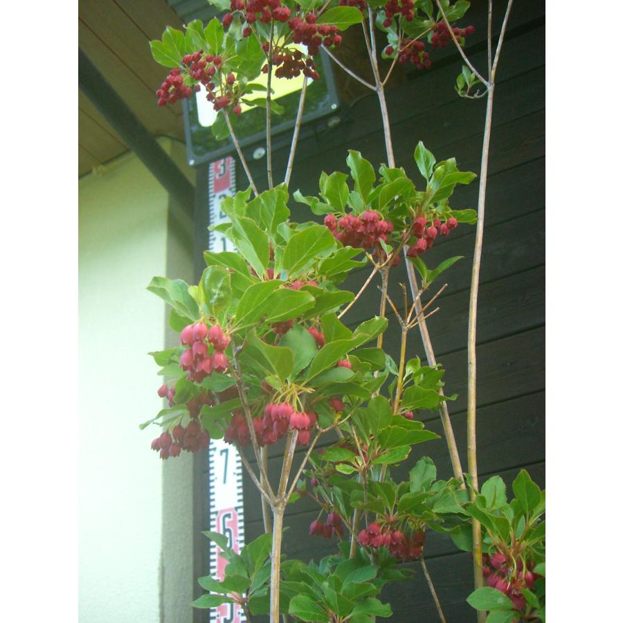 ベニサラサドウダンツツジ 大株 : 横の植木屋さん - 通販 - Yahoo