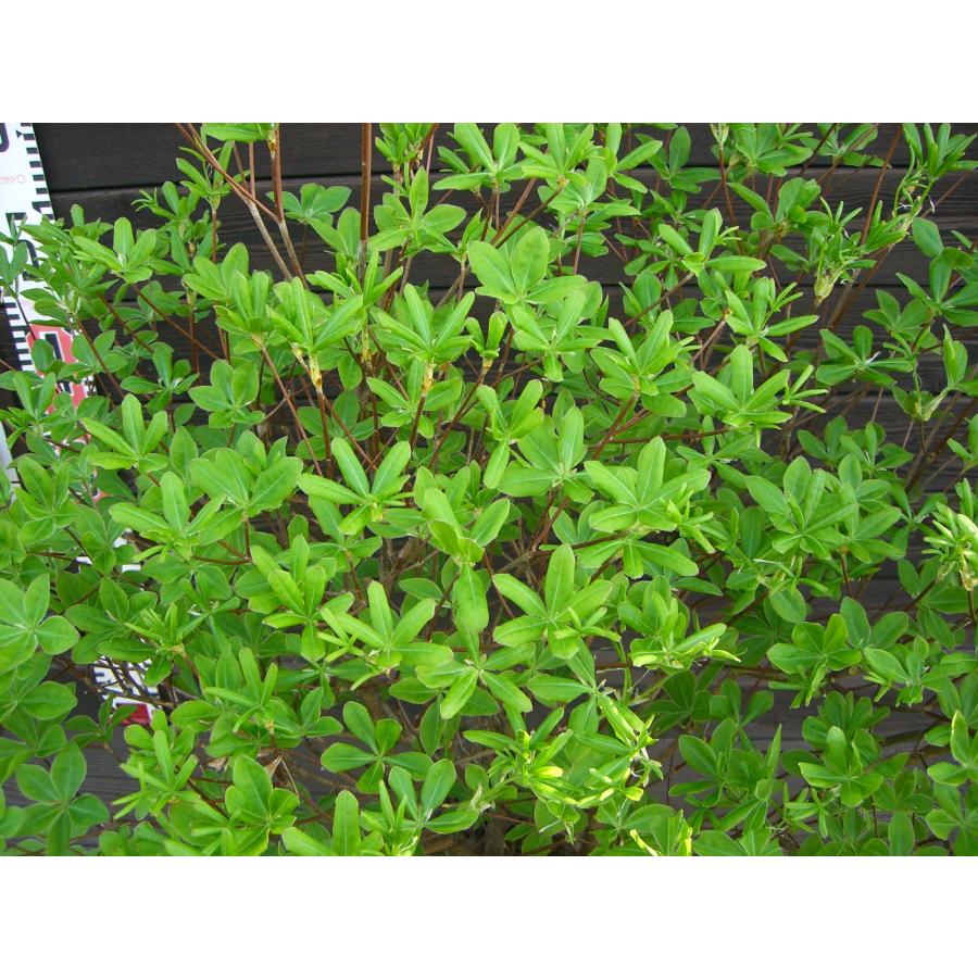 シロヤシオツツジ 良形良株 : 横の植木屋さん - 通販 - Yahoo