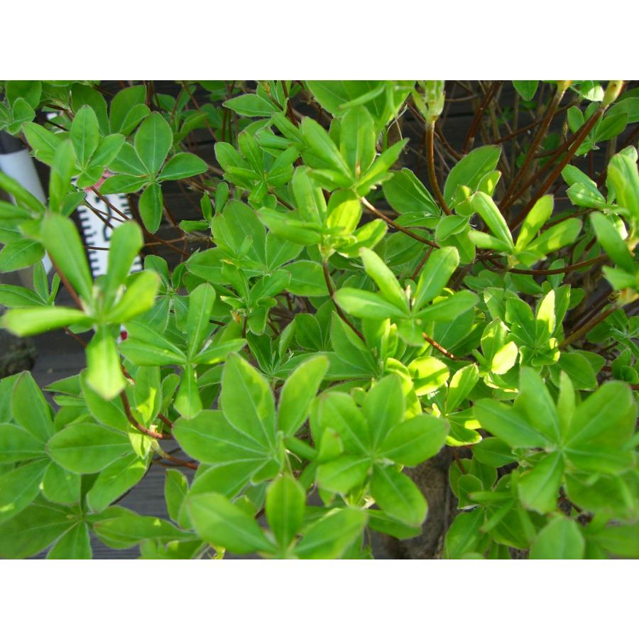 シロヤシオツツジ 良形良株 : 横の植木屋さん - 通販 - Yahoo シロヤシオツツジ 良形良株 : 横の植木屋さん - 通販 - Yahoo