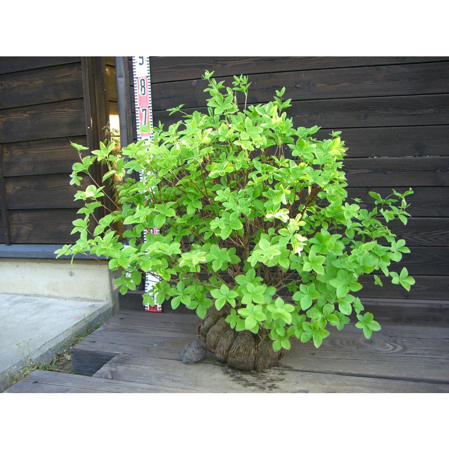 シロヤシオツツジ/大株【品番1767 】〖庭木・植木・鉢植え〗 【公式通販】