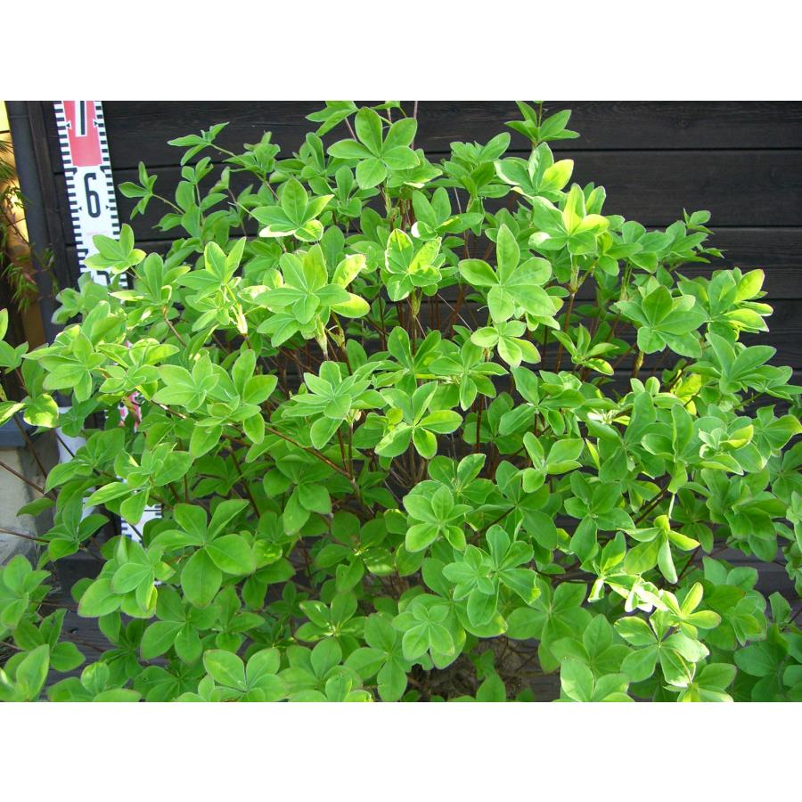 シロヤシオツツジ 良形良株 : 横の植木屋さん - 通販 - Yahoo!ショッピング