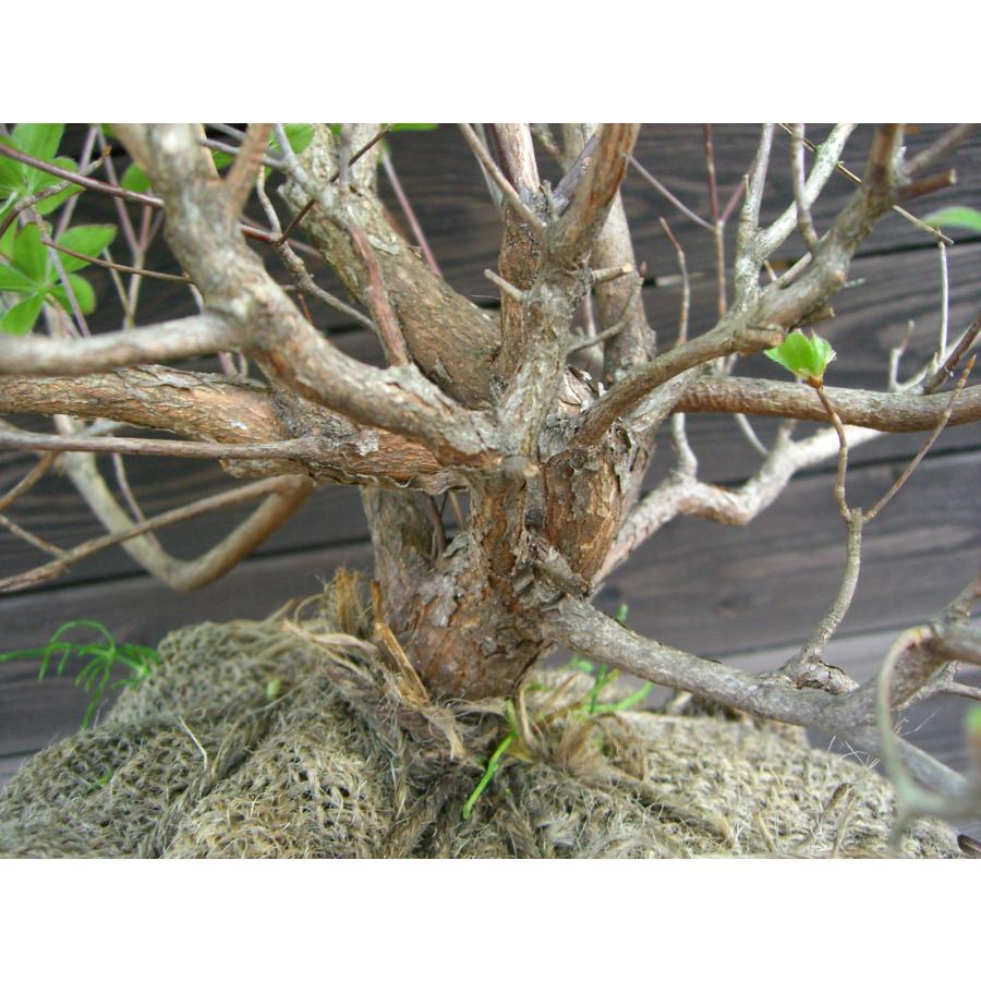 シロヤシオツツジ 良形良株 : 横の植木屋さん - 通販 - Yahoo!ショッピング