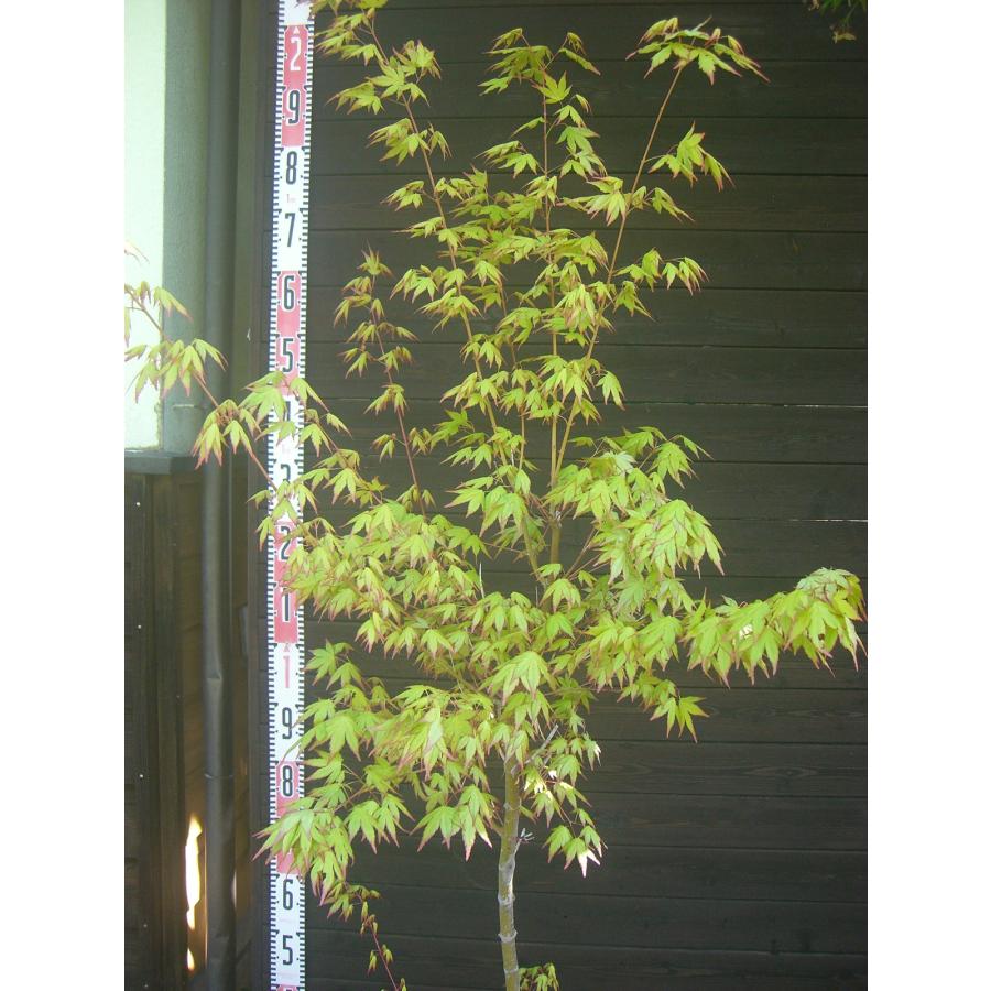 イロハモミジ 単幹大株 : 横の植木屋さん - 通販 - Yahoo!ショッピング