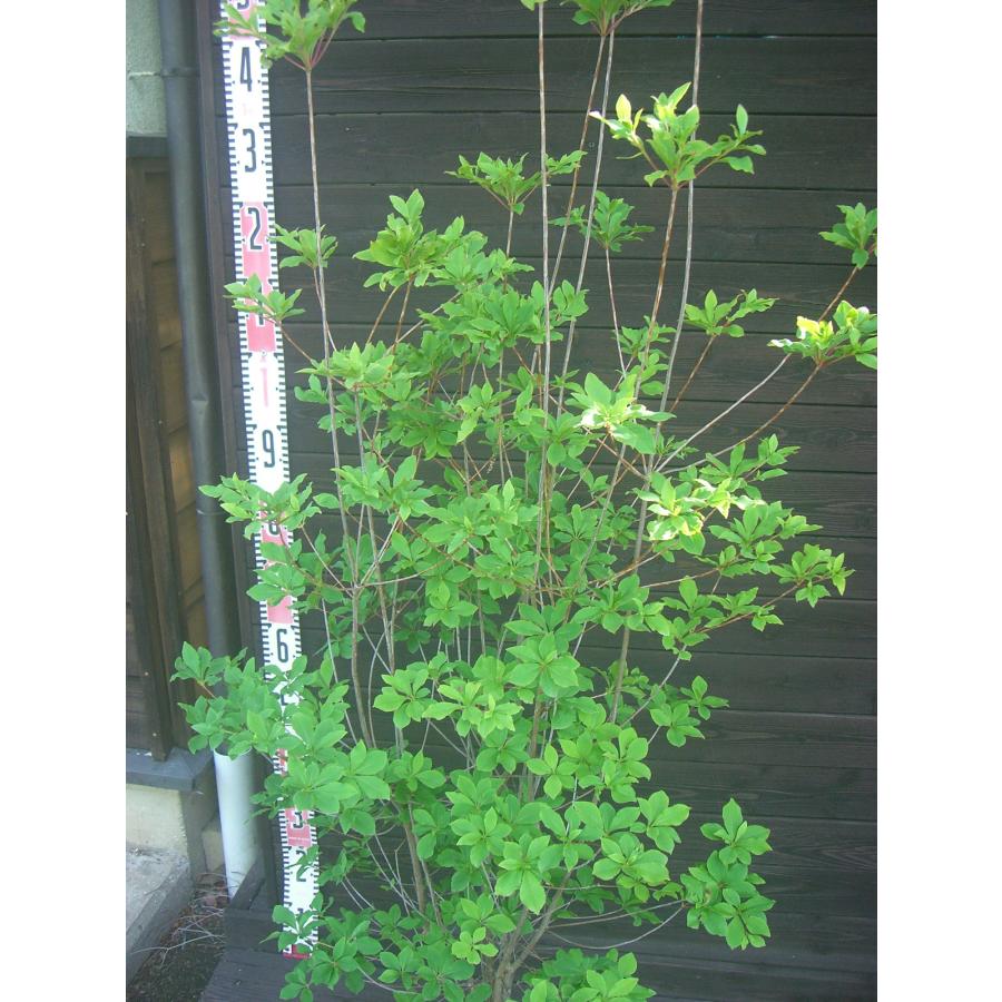 ベニドウダンツツジ 大株 : 横の植木屋さん - 通販 - Yahoo!ショッピング