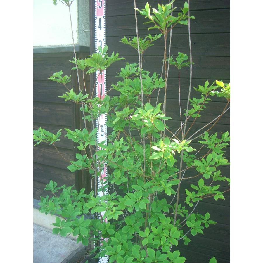 ベニドウダンツツジ 大株 : 横の植木屋さん - 通販 - Yahoo!ショッピング