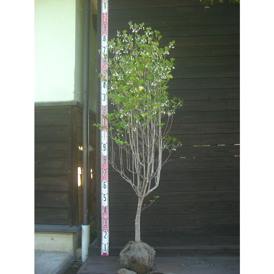 ドウダンツツジ 大株 : 横の植木屋さん - 通販 - Yahoo!ショッピング