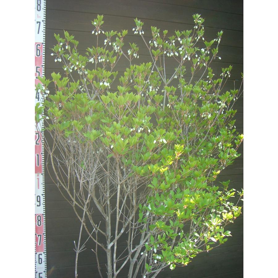 ドウダンツツジ 大株 : 横の植木屋さん - 通販 - Yahoo!ショッピング