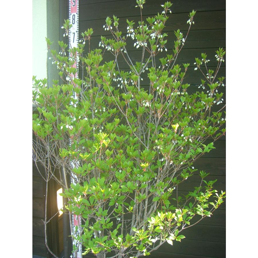 ドウダンツツジ 大株 : 横の植木屋さん - 通販 - Yahoo!ショッピング