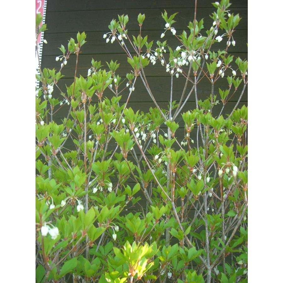 ドウダンツツジ 大株 : 横の植木屋さん - 通販 - Yahoo!ショッピング