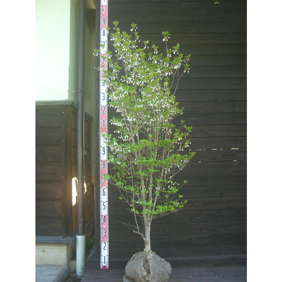 ドウダンツツジ 大株 : 横の植木屋さん - 通販 - Yahoo!ショッピング
