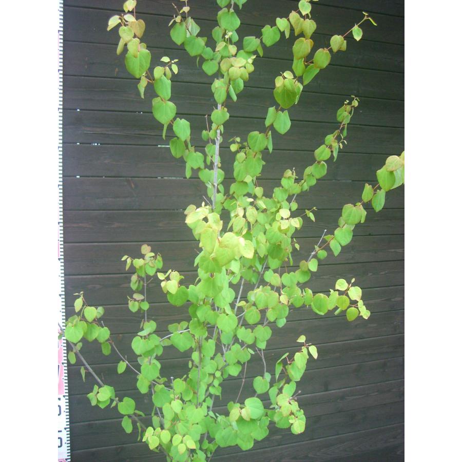 カツラ (桂) 単幹大株 : 横の植木屋さん - 通販 - Yahoo!ショッピング