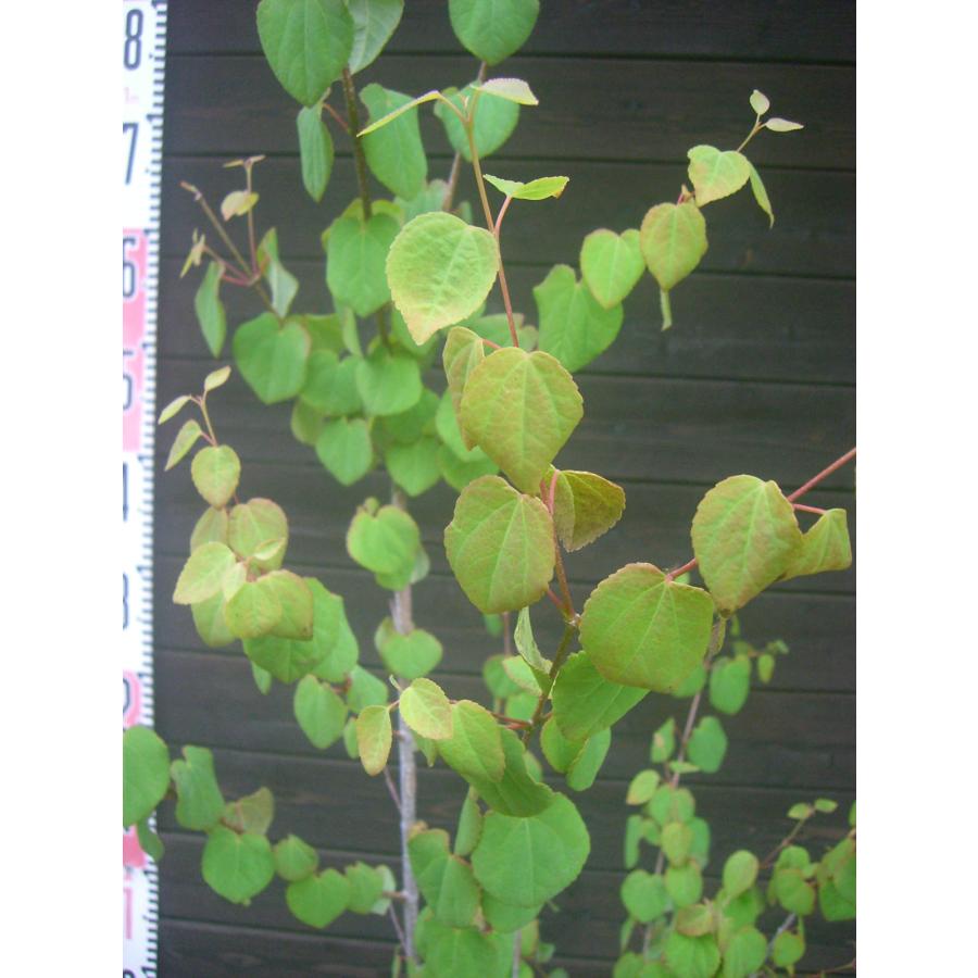 カツラ (桂) 単幹大株 : 横の植木屋さん - 通販 - Yahoo!ショッピング