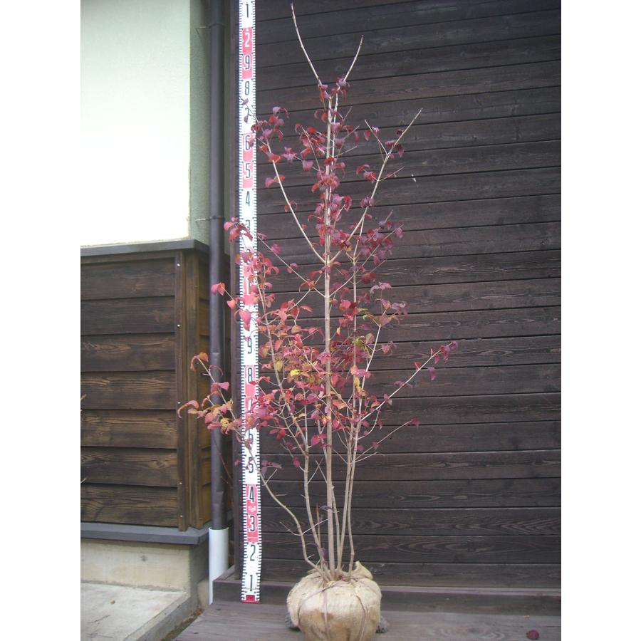 オトコヨウゾメ/株立ち【現品発送】管理80400 オトコヨウゾメ 大株立 : 横の植木屋さん - 通販 - Yahoo!ショッピング