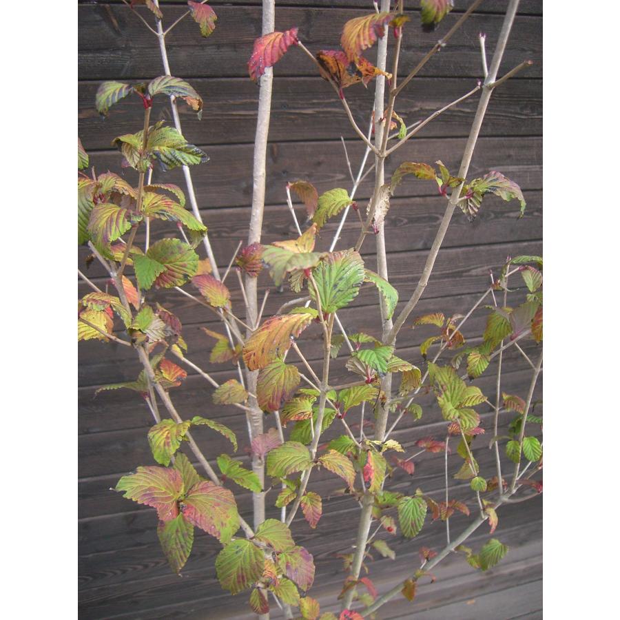 オトコヨウゾメ 大株立 : 横の植木屋さん - 通販 - Yahoo!ショッピング