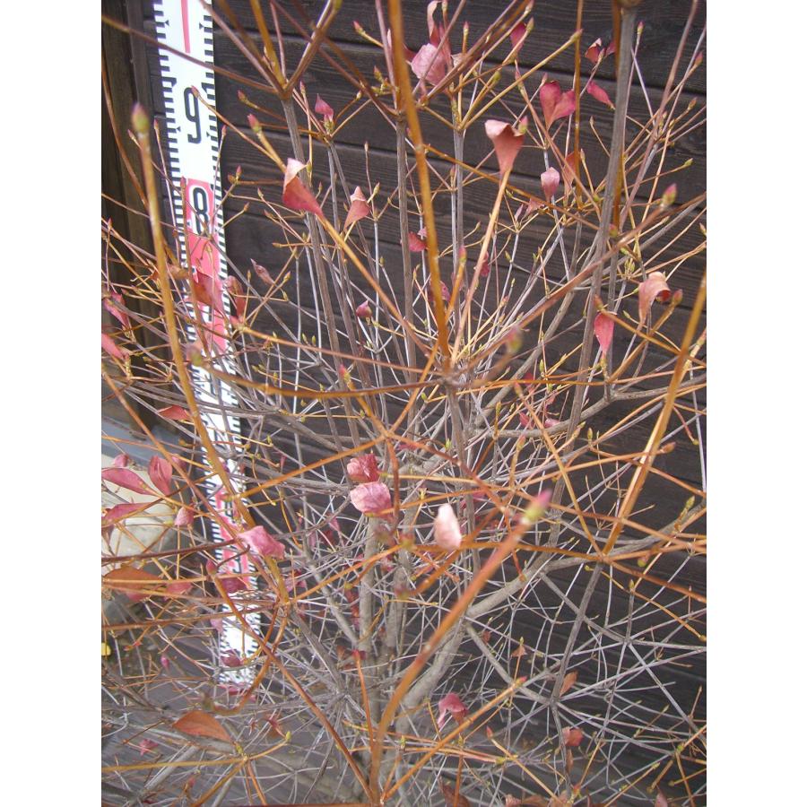 ドウダンツツジ 大株 2025夏季