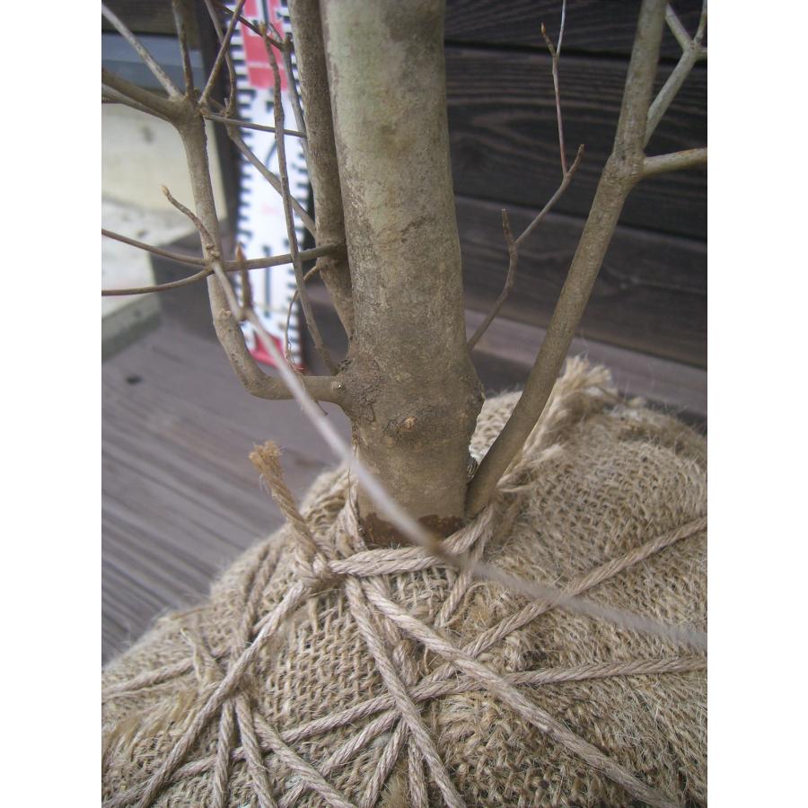 ドウダンツツジ 大株 2025夏季