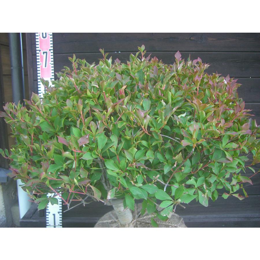 ドウダンツツジ 玉仕立て : 横の植木屋さん - 通販 - Yahoo!ショッピング
