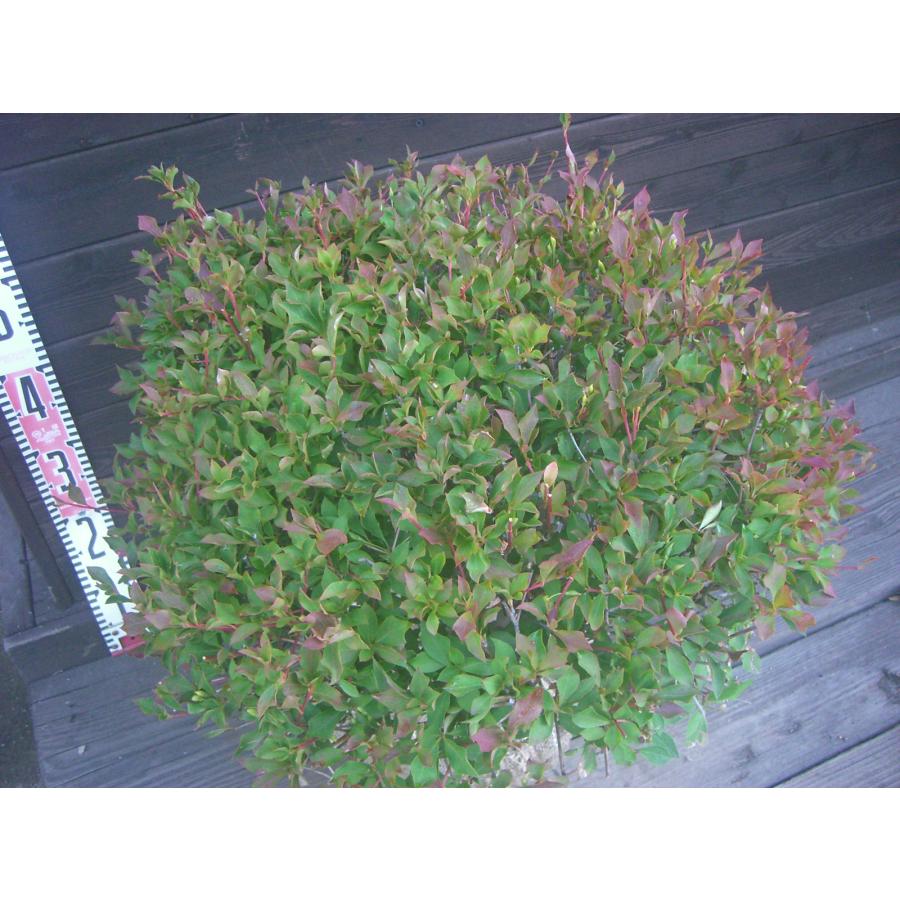 ドウダンツツジ 玉仕立て : 横の植木屋さん - 通販 - Yahoo!ショッピング