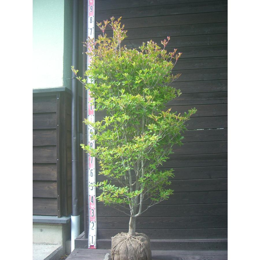 ドウダンツツジ　大株　【品番3578】 ドウダンツツジ 大株 : 横の植木屋さん - 通販 - Yahoo!ショッピング