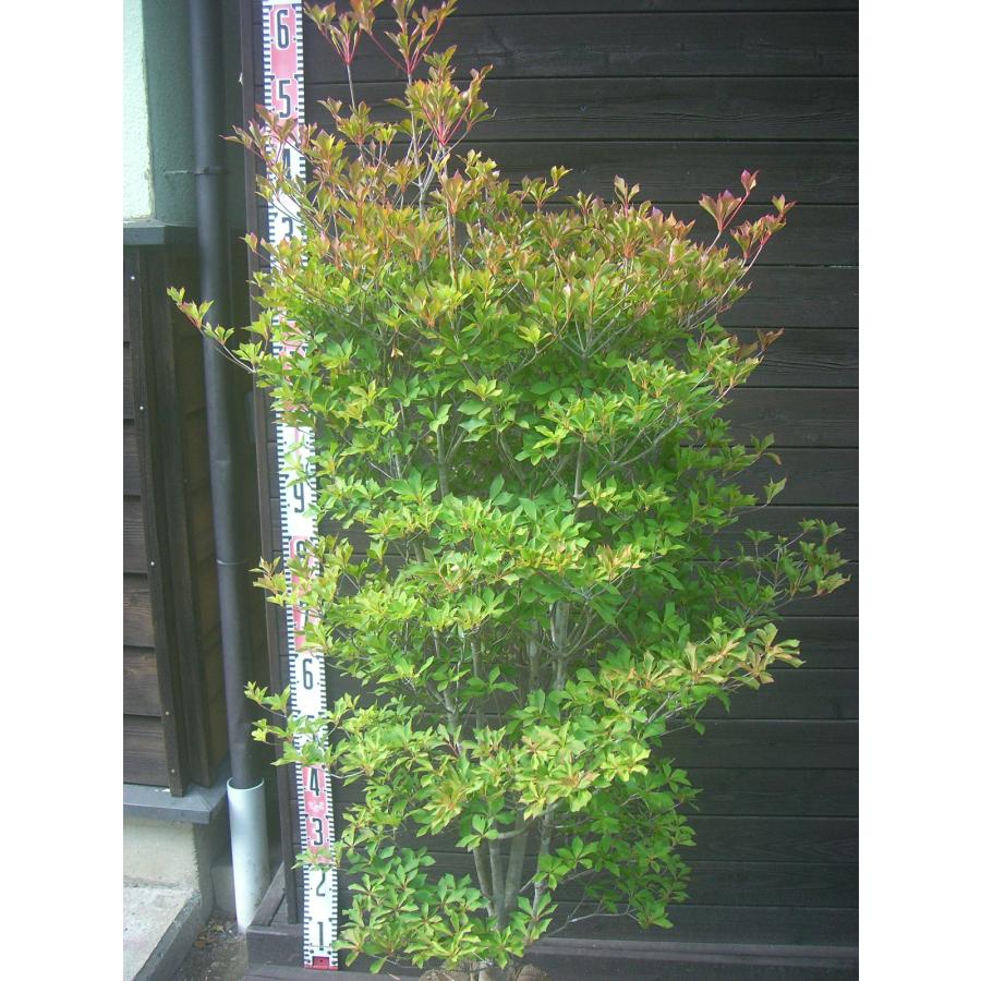 ドウダンツツジ 大株 : 横の植木屋さん - 通販 - Yahoo!ショッピング