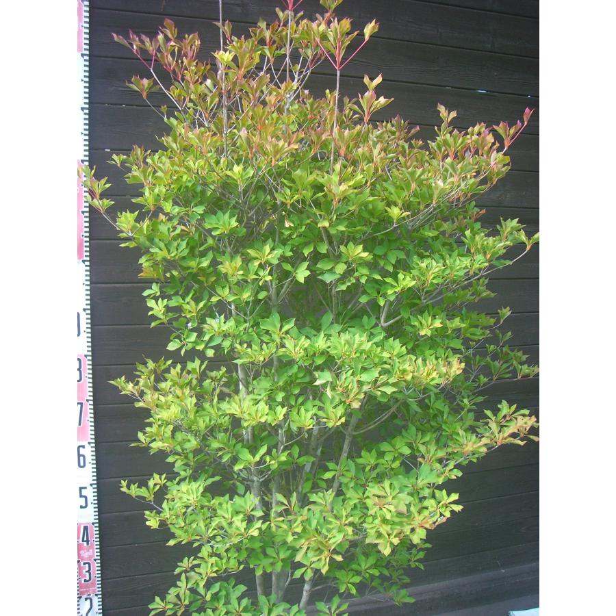ドウダンツツジ 大株 : 横の植木屋さん - 通販 - Yahoo!ショッピング