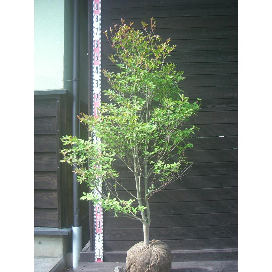 ドウダンツツジ 大株 : 横の植木屋さん - 通販 - Yahoo!ショッピング