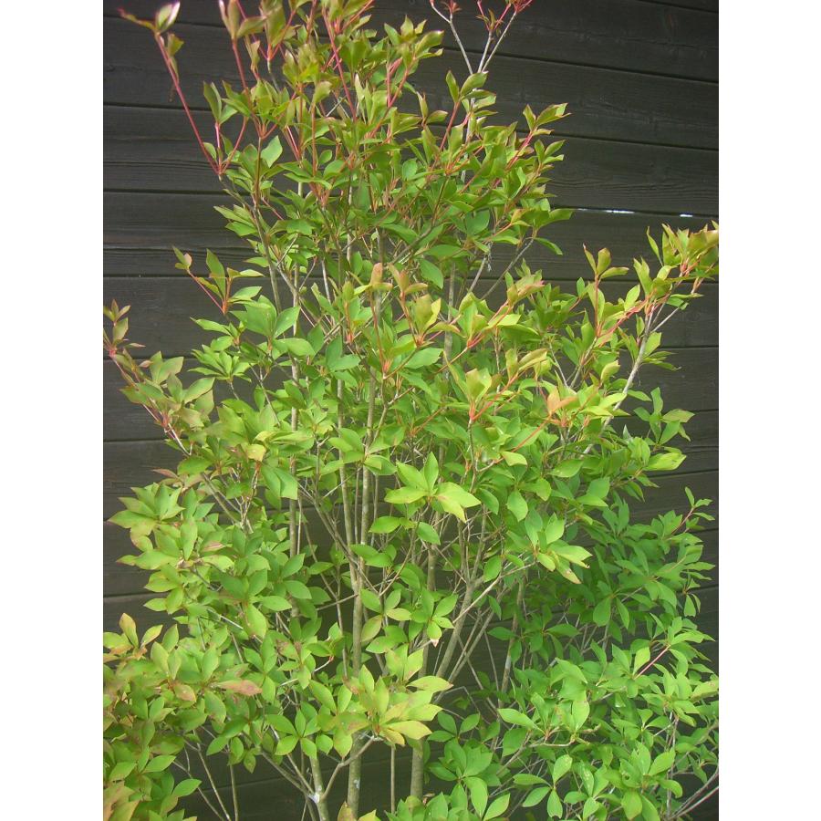 ドウダンツツジ 大株 : 横の植木屋さん - 通販 - Yahoo!ショッピング