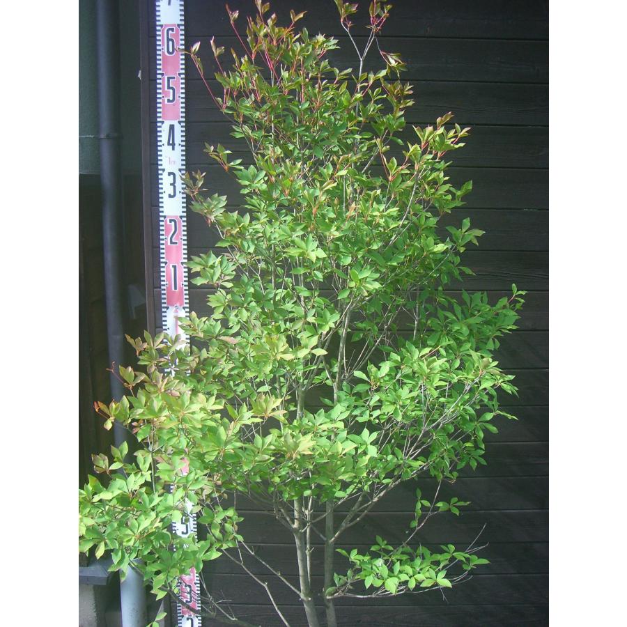 ドウダンツツジ 大株 : 横の植木屋さん - 通販 - Yahoo!ショッピング