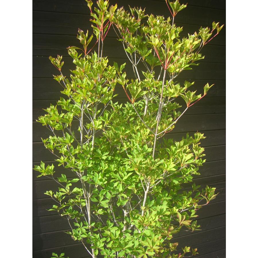 ドウダンツツジ　大株　【品番3579】 ドウダンツツジ 大株 : 横の植木屋さん - 通販 - Yahoo!ショッピング