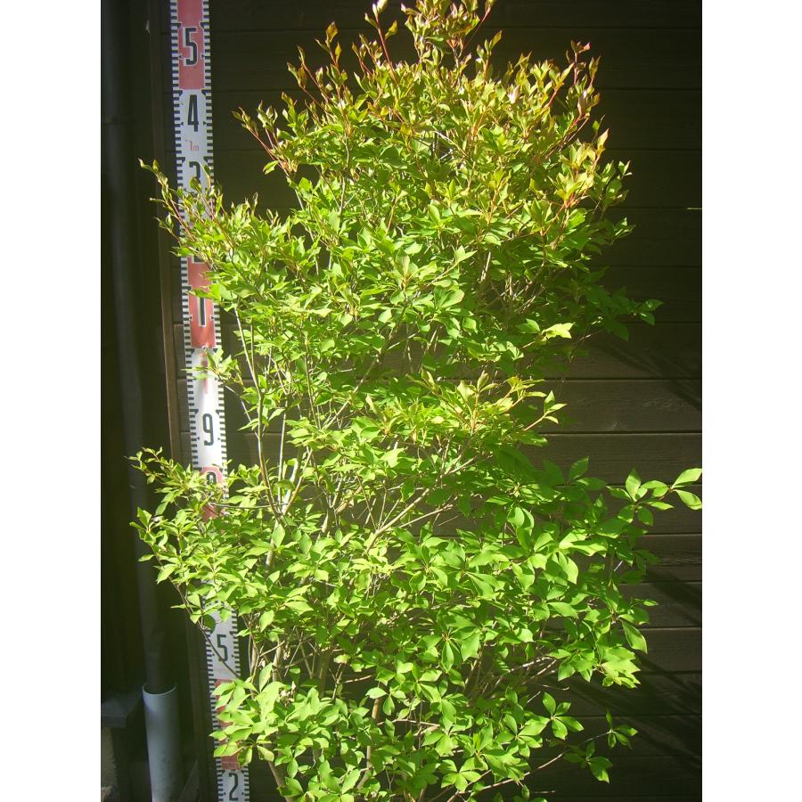 ドウダンツツジ 大株 : 横の植木屋さん - 通販 - Yahoo!ショッピング