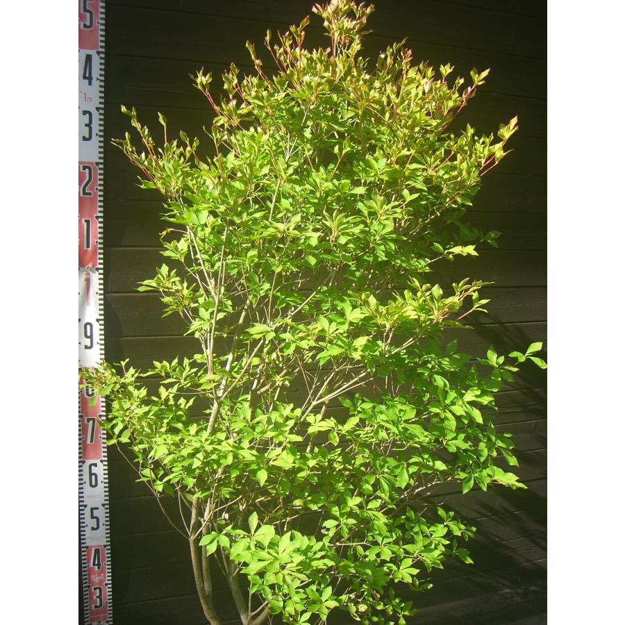 ドウダンツツジ　大株　【品番3579】 ドウダンツツジ 大株 : 横の植木屋さん - 通販 - Yahoo!ショッピング