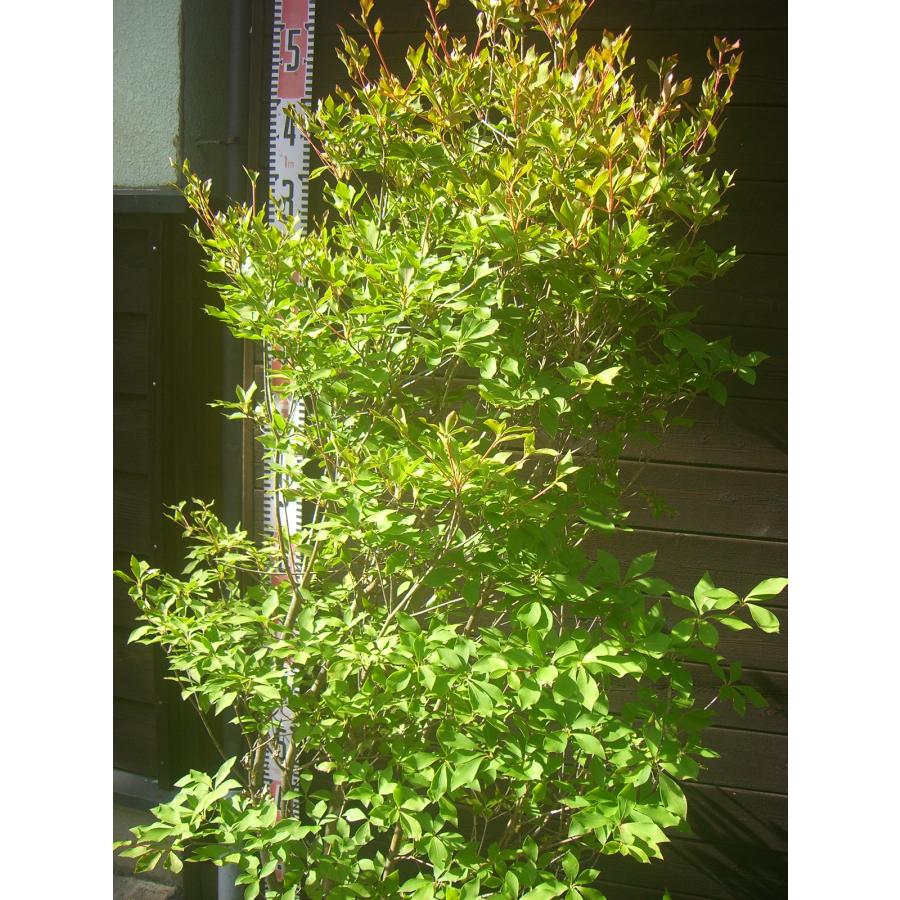 ドウダンツツジ 大株 : 横の植木屋さん - 通販 - Yahoo!ショッピング