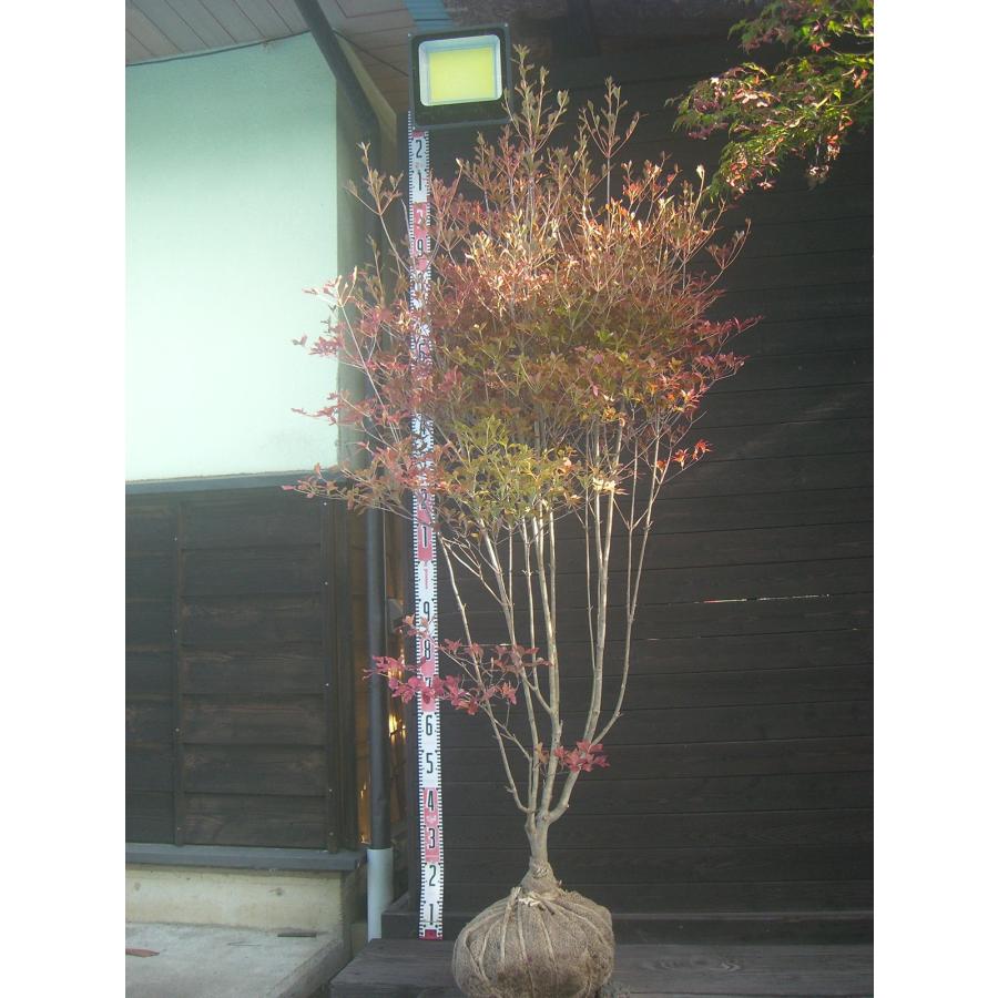 ドウダンツツジ 自然樹形 特大株 : 横の植木屋さん - 通販 - Yahoo