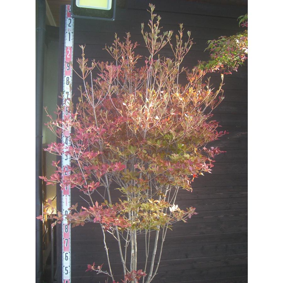 ドウダンツツジ 自然樹形 特大株 : 横の植木屋さん - 通販 - Yahoo