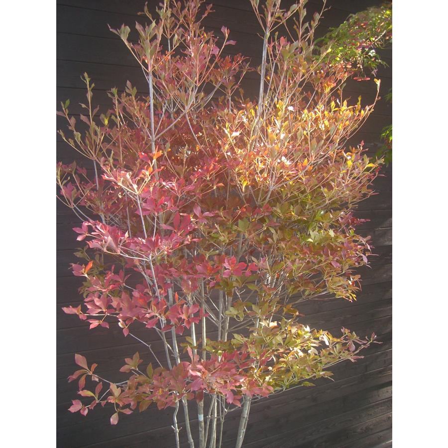 ドウダンツツジ 自然樹形 特大株 : 横の植木屋さん - 通販 - Yahoo