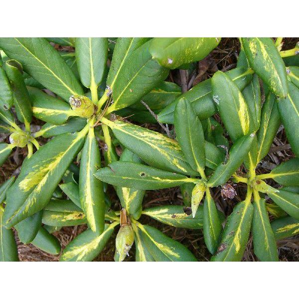 斑入りハクサンシャクナゲ 