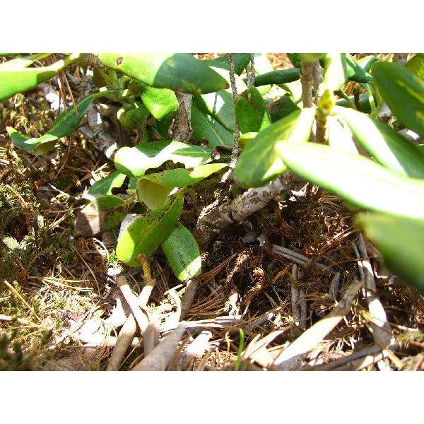 斑入りハクサンシャクナゲ 