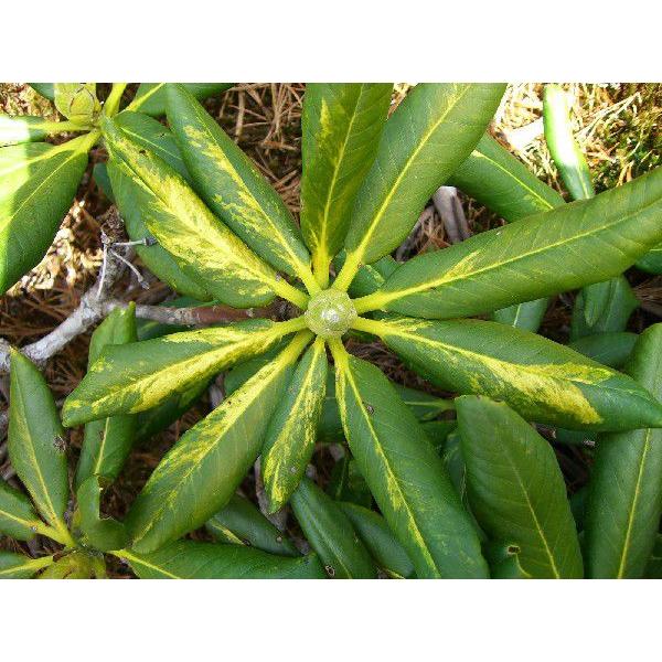 斑入りハクサンシャクナゲ 