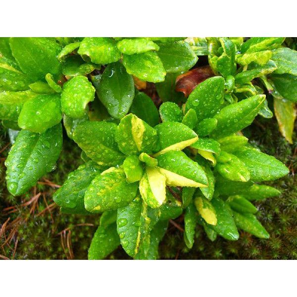 斑入り　キバナシャクナゲ【大株】