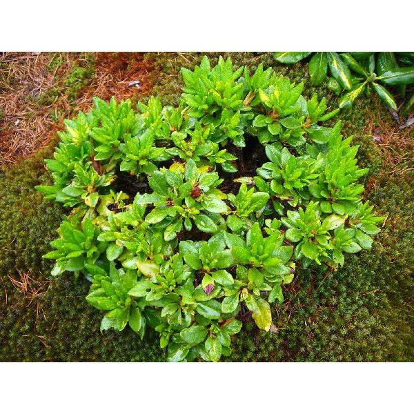 【即購入⭕️】 斑入り　キバナシャクナゲ【大株】 【CEG4493269045】(163900円)