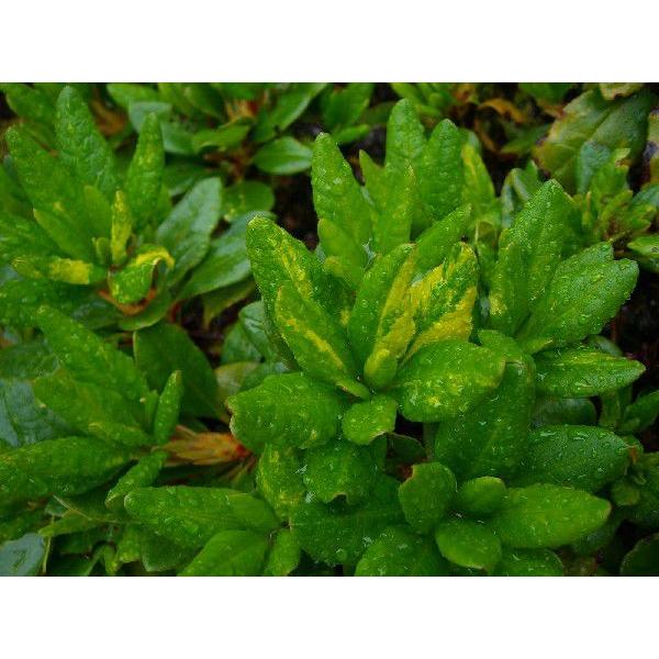 【即購入⭕️】 斑入り　キバナシャクナゲ【大株】 【CEG4493269045】(163900円)