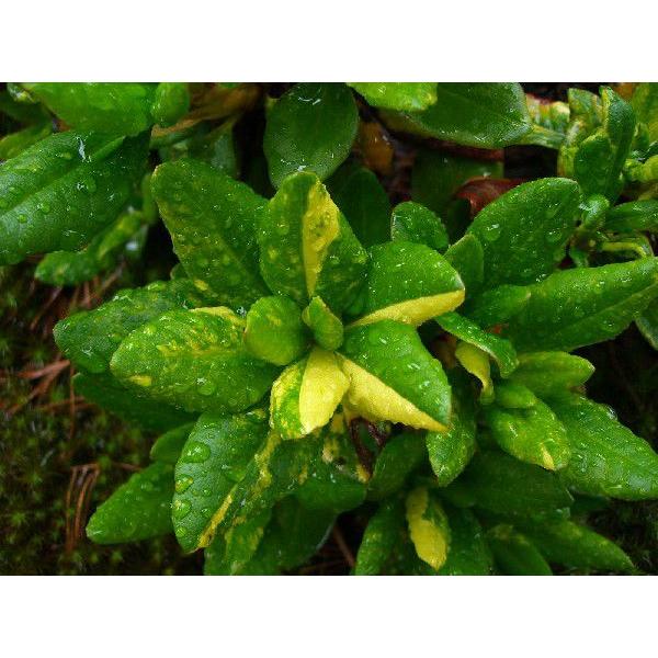 【即購入⭕️】 斑入り　キバナシャクナゲ【大株】 【CEG4493269045】(163900円)