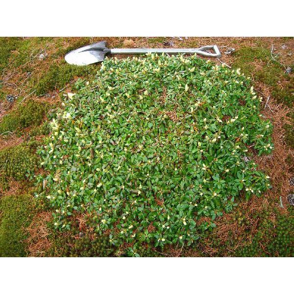 ヤクシマハイヒカゲツツジ 【超特大株】