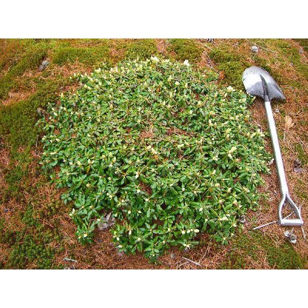 【国産】 ヤクシマハイヒカゲツツジ 【超特大株】 【BCD1047789679】(38220円)