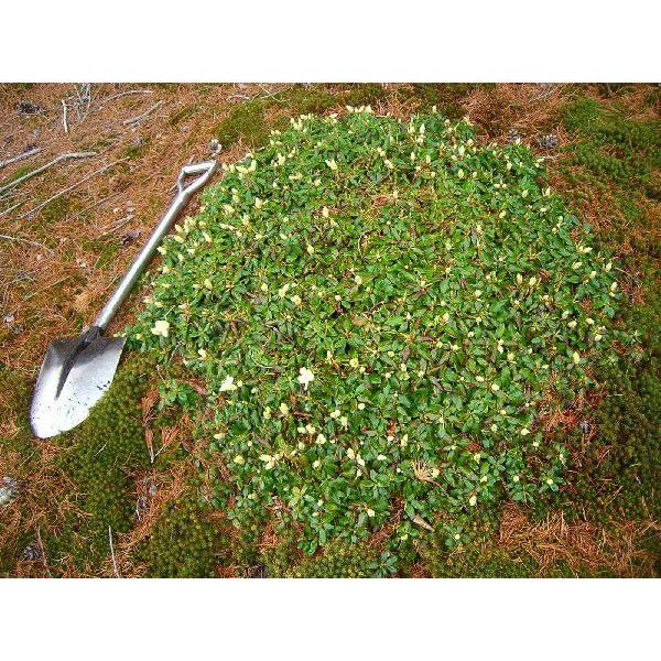 【国産】 ヤクシマハイヒカゲツツジ 【超特大株】 【BCD1047789679】(38220円)