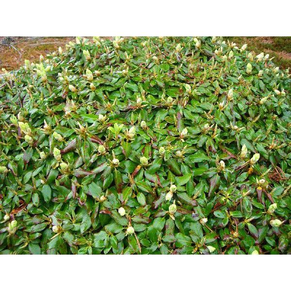 【国産】 ヤクシマハイヒカゲツツジ 【超特大株】 【BCD1047789679】(38220円)