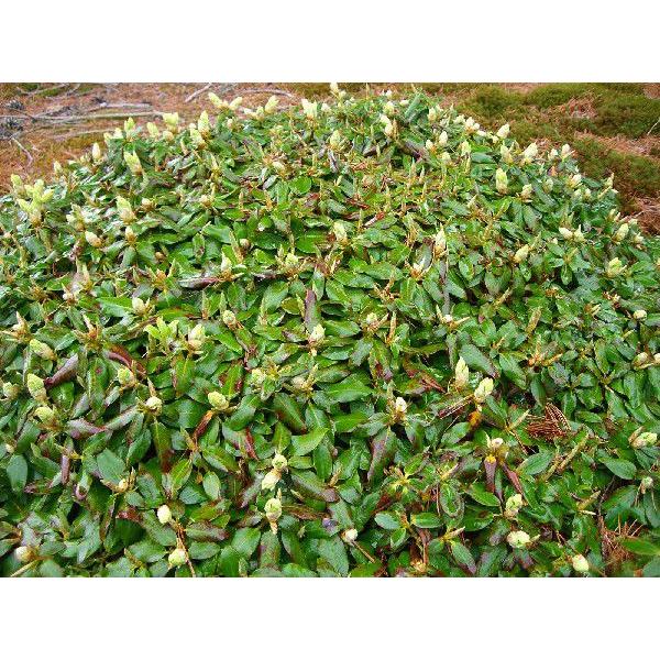 【国産】 ヤクシマハイヒカゲツツジ 【超特大株】 【BCD1047789679】(38220円)