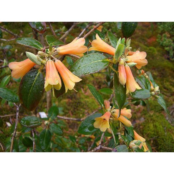 R Cinnabarinum シャクナゲ Generalpico Gov Ar